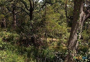 1.34 acres in Bastrop County - photo 13