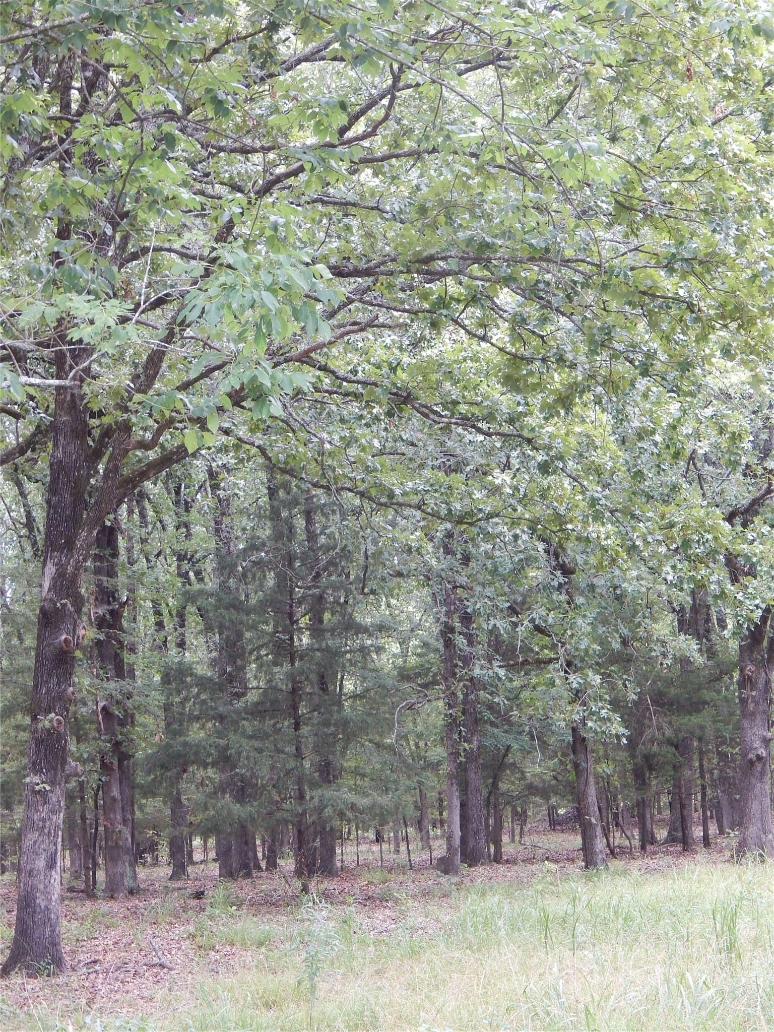 10.12 acres in Red River (TX) County - photo 13