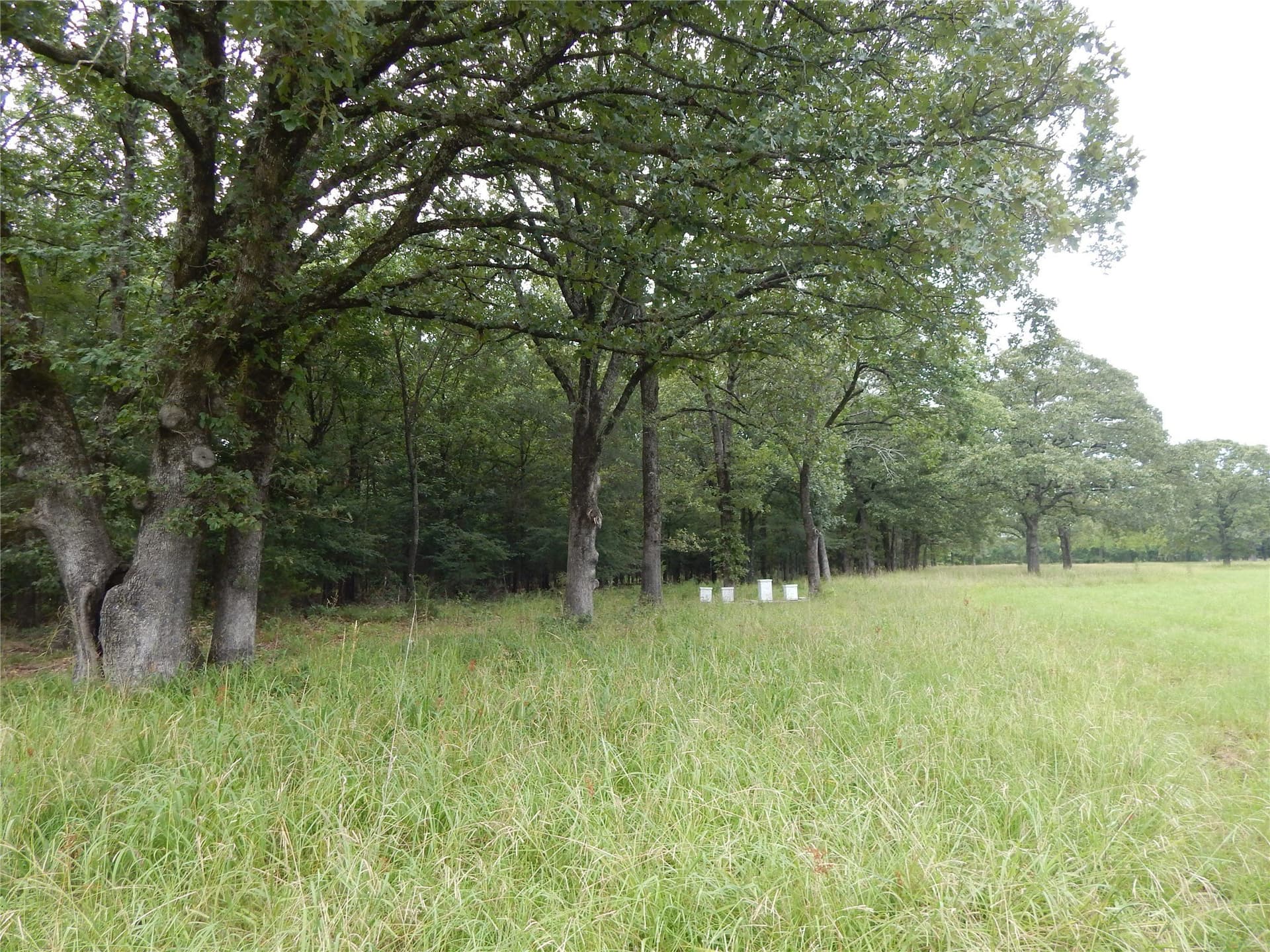 10.12 acres in Red River (TX) County - photo 5