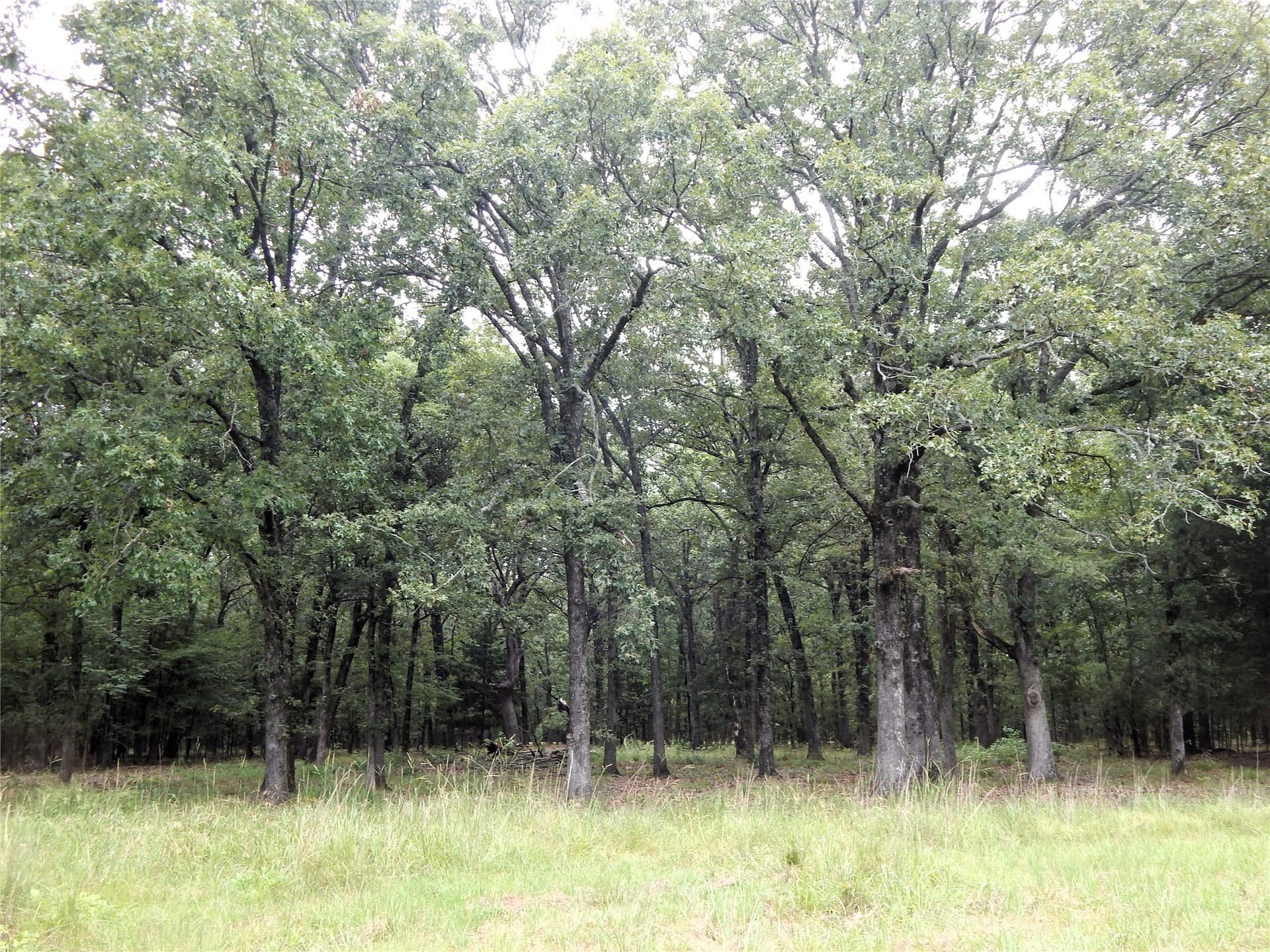 10.12 acres in Red River (TX) County - photo 17