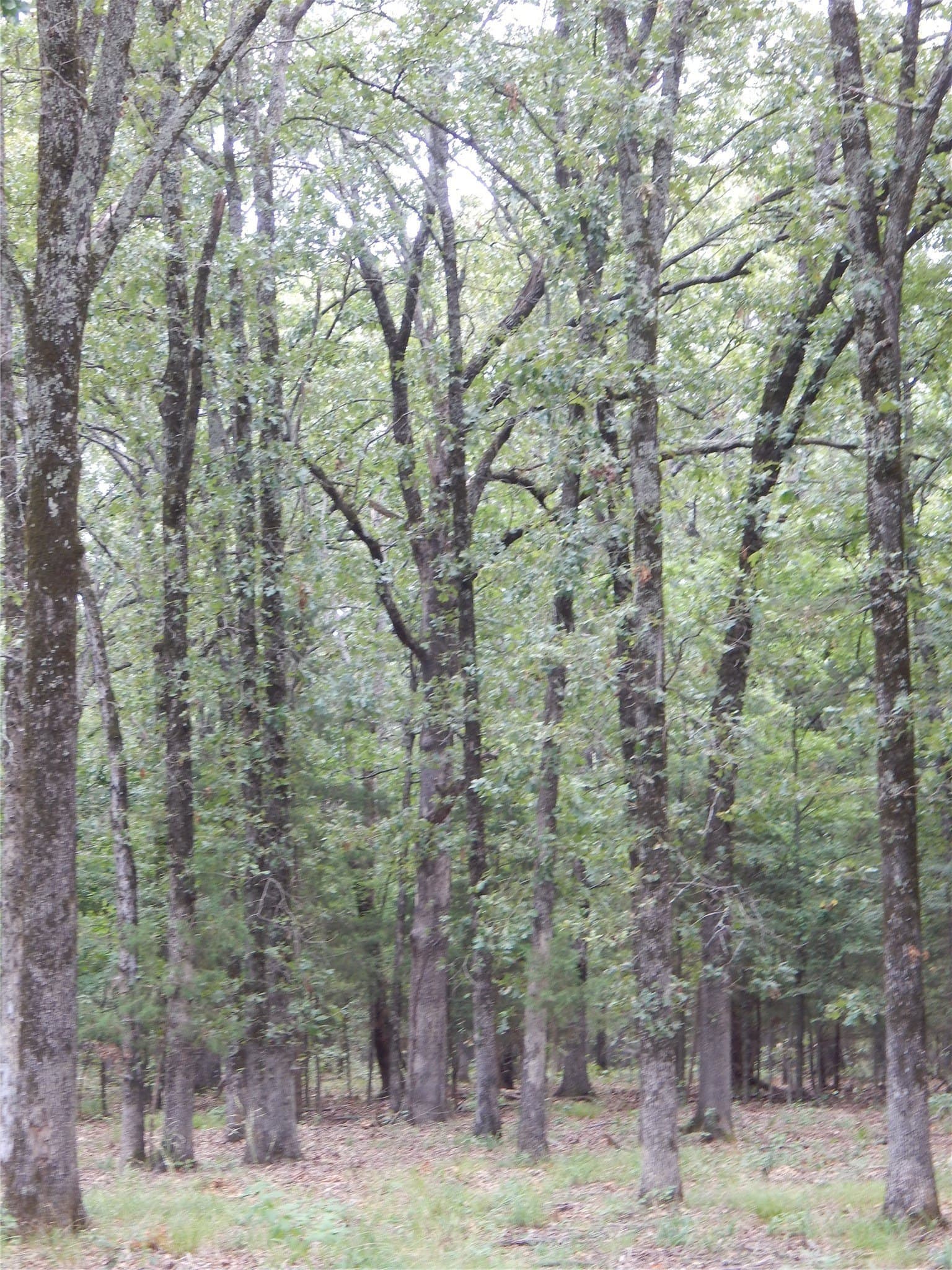 10.12 acres in Red River (TX) County - photo 14