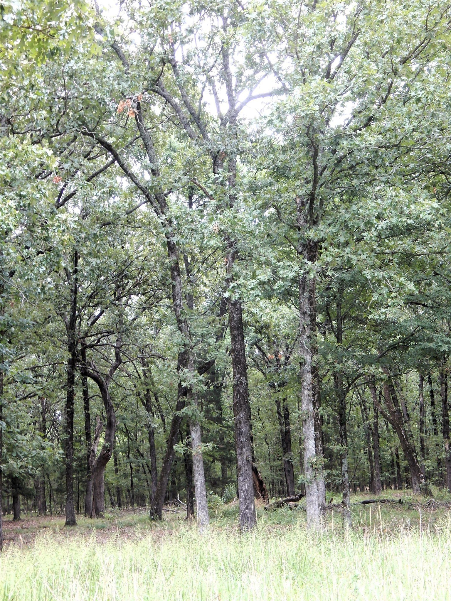 10.12 acres in Red River (TX) County - photo 15
