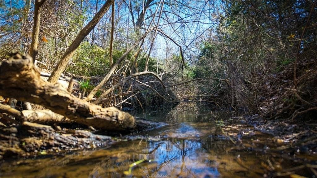 80 acres in Milam County gallery image 4