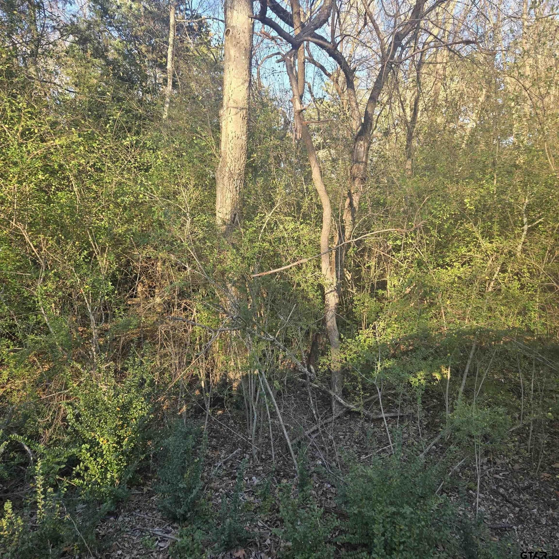 1 acres in Smith County gallery image 4