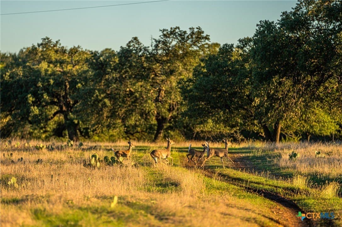 137 acres in Bell County - photo 14