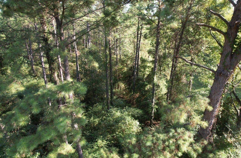 10.36 acres in Panola County - photo 5