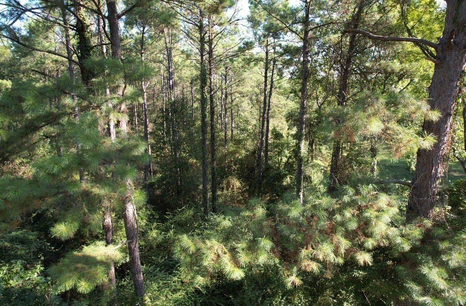 10.36 acres in Panola County - photo 6