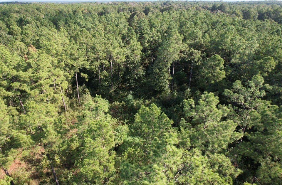 10.36 acres in Panola County - photo 10