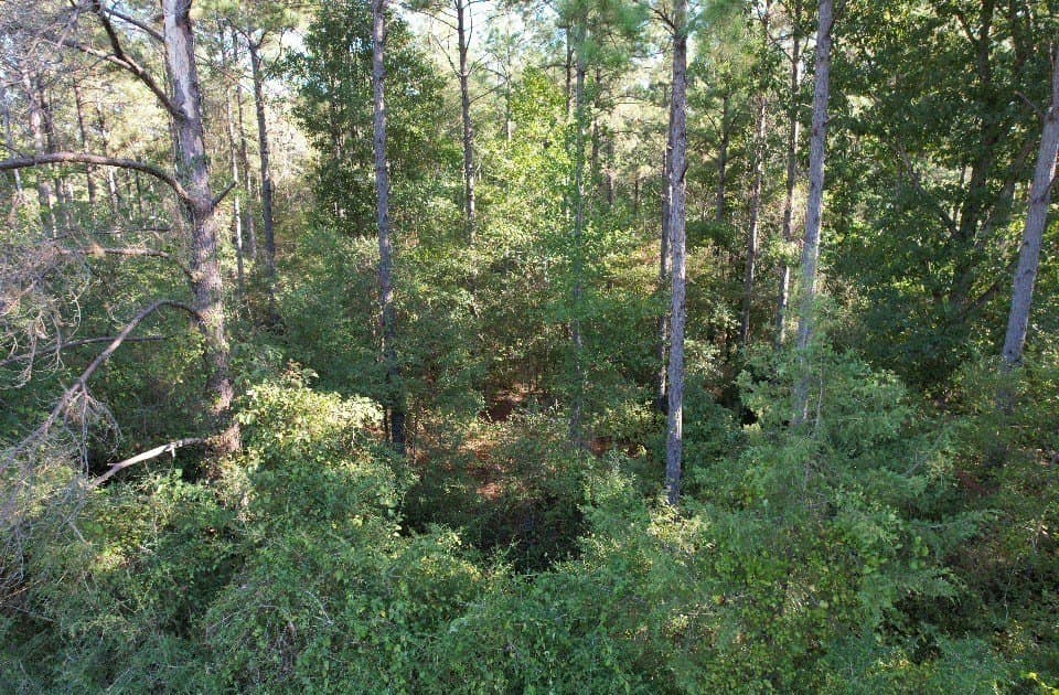 10.36 acres in Panola County - photo 8