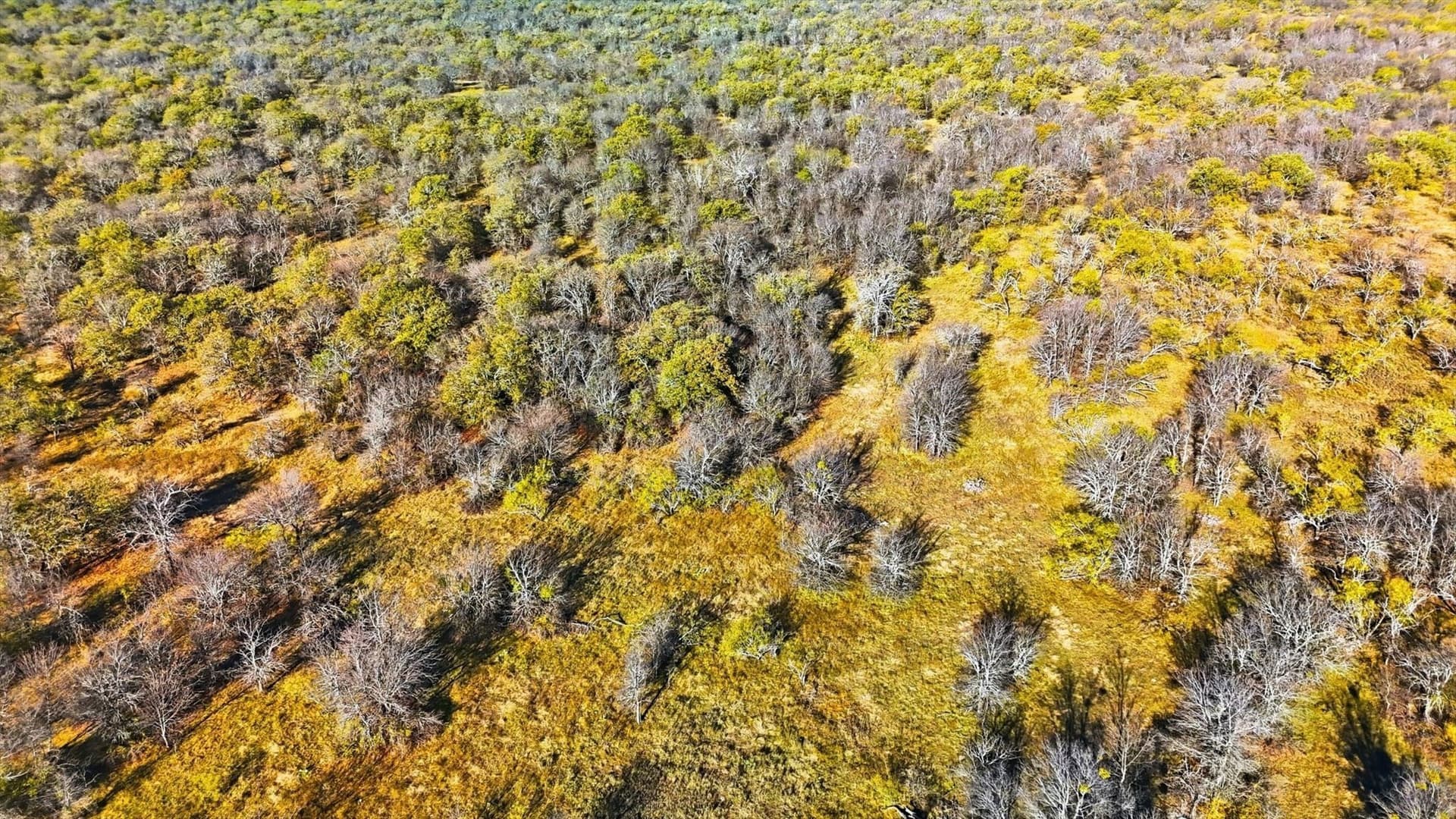 84 acres in Wise County - photo 7