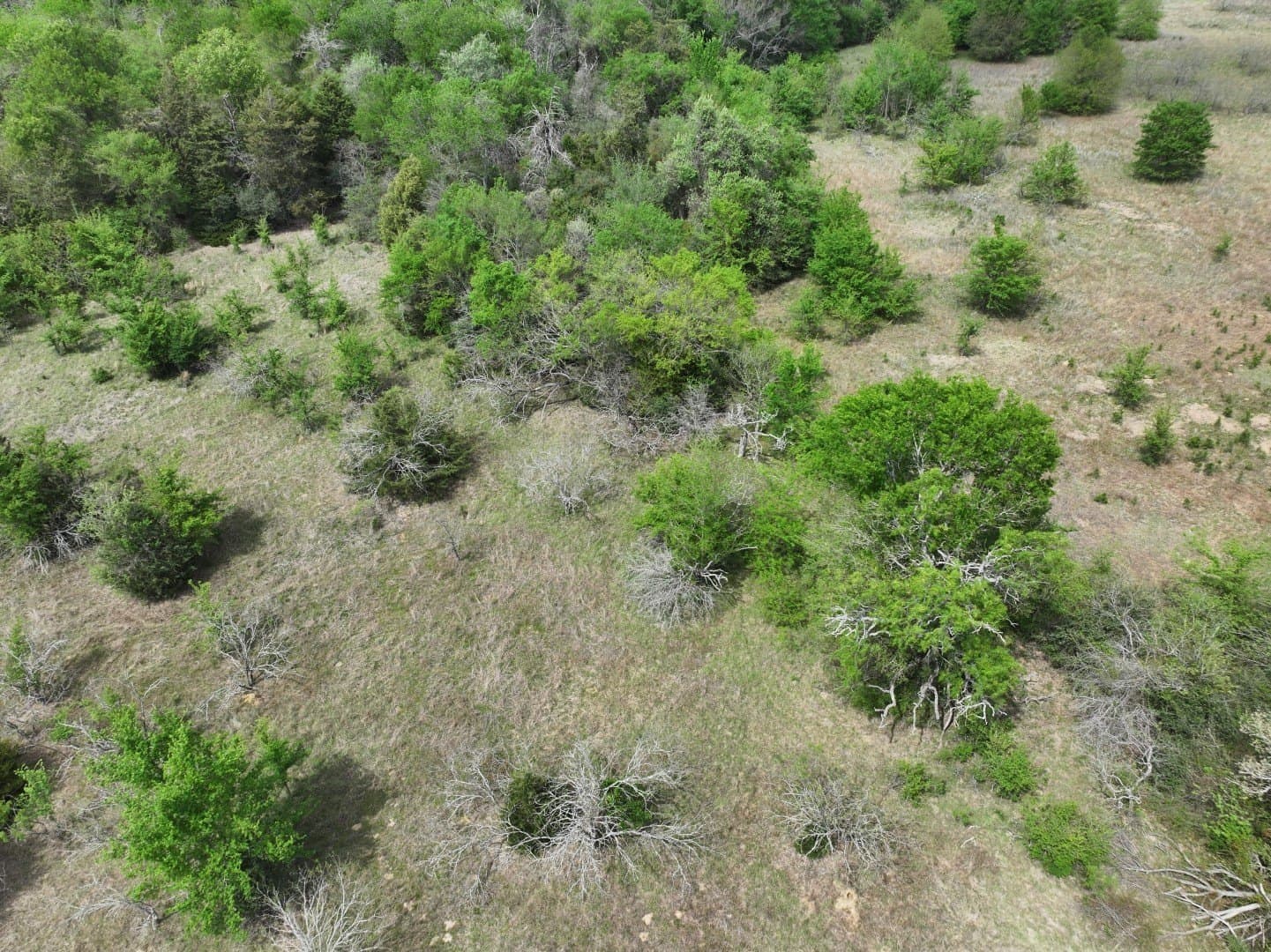 54.17 acres in Limestone County - photo 22