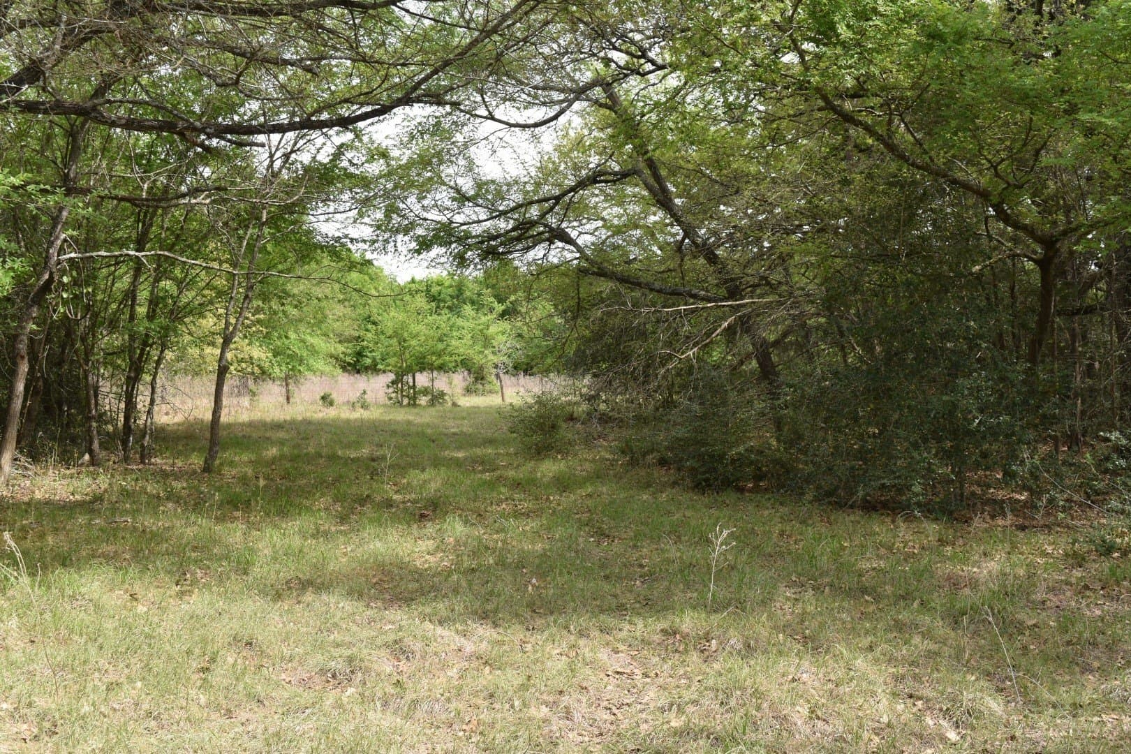 54.17 acres in Limestone County gallery image 2