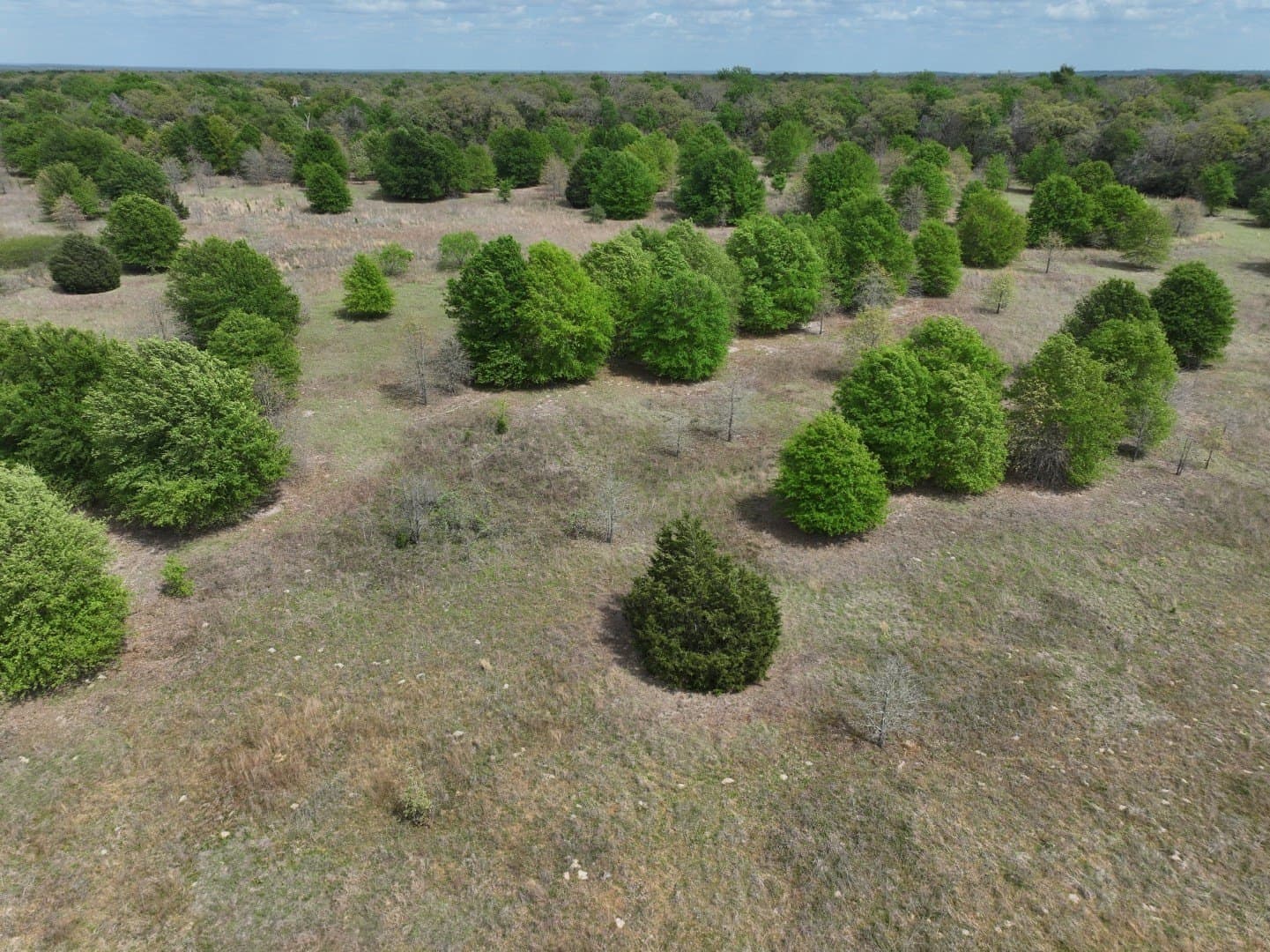 54.17 acres in Limestone County - photo 25