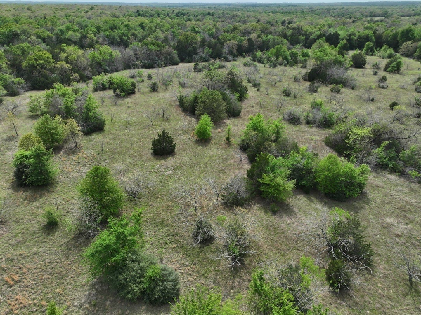 54.17 acres in Limestone County - photo 24