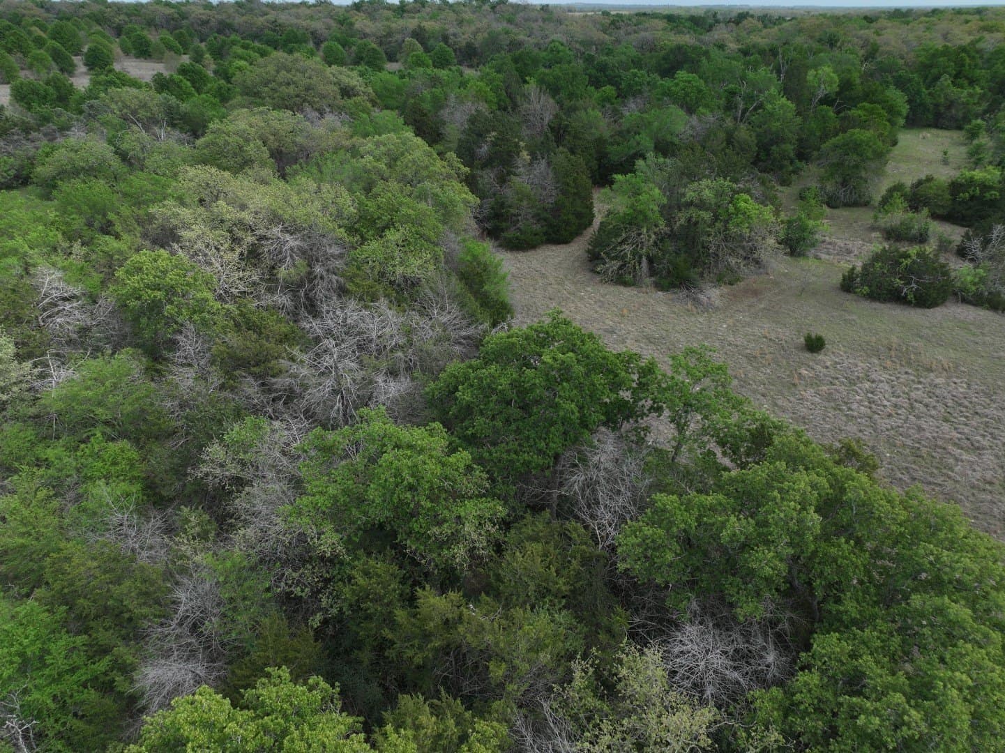54.17 acres in Limestone County - photo 18