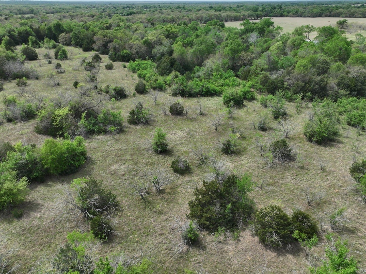 54.17 acres in Limestone County - photo 23