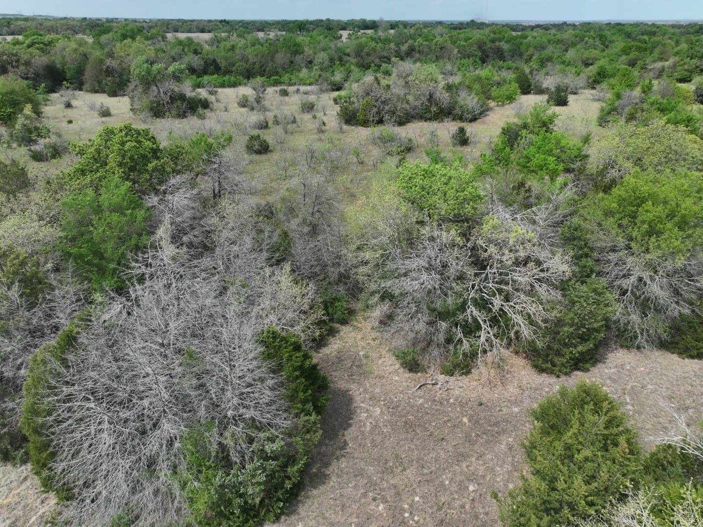 54.17 acres in Limestone County - photo 15