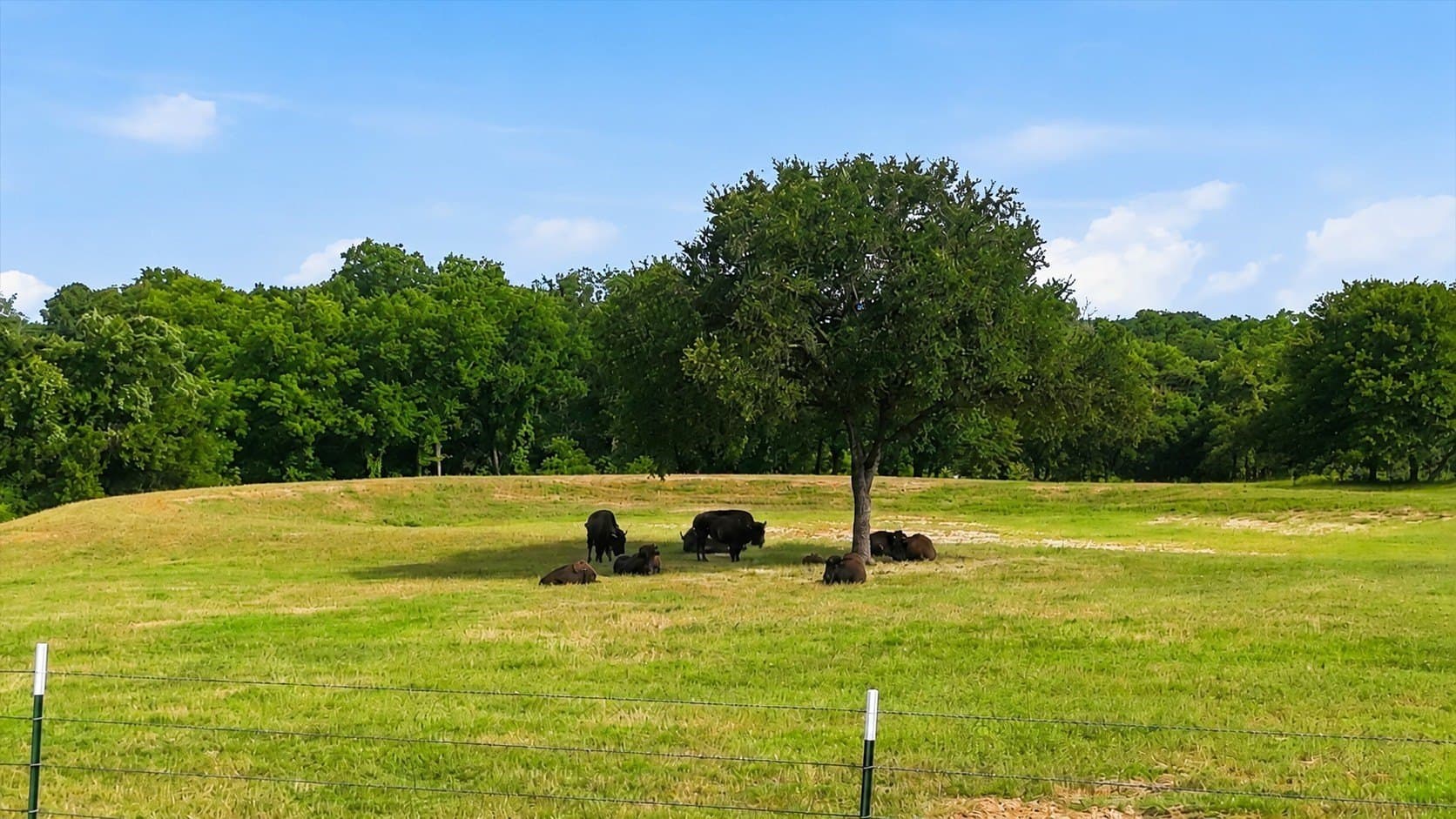 3 acres in Wise County gallery image 3