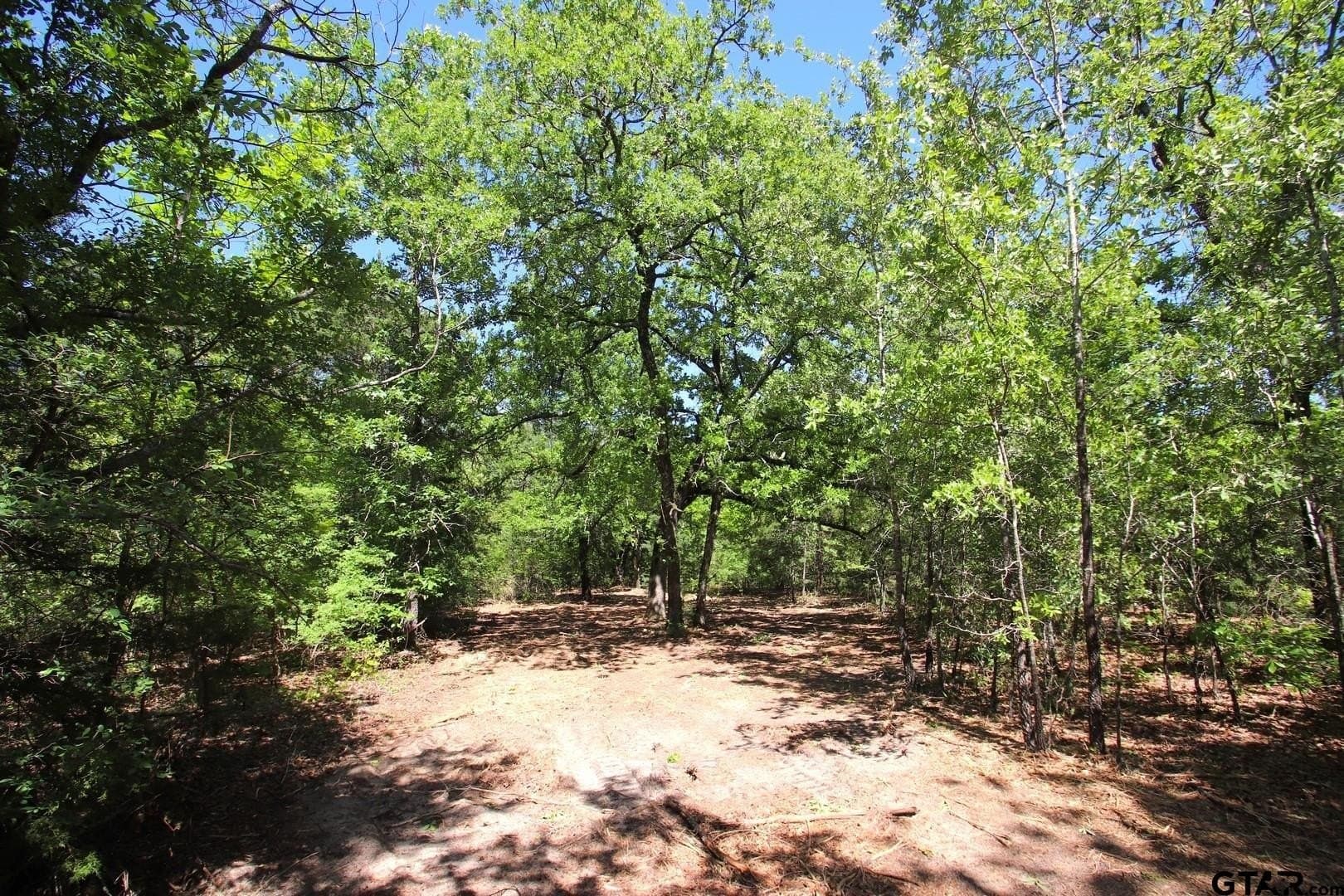 59.08 acres in Wood County - photo 6