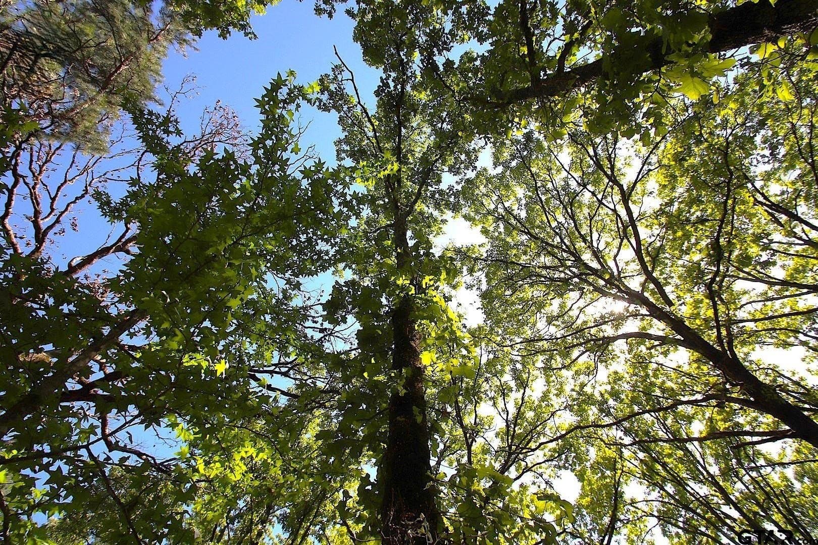59.08 acres in Wood County - photo 39
