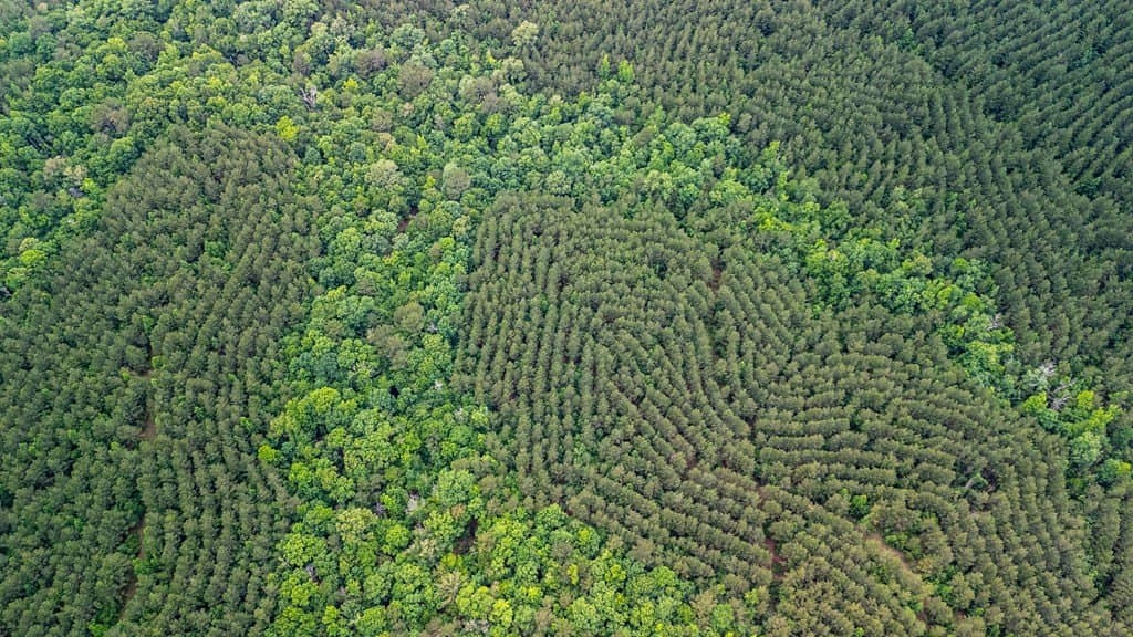 67 acres in Texas County gallery image 4