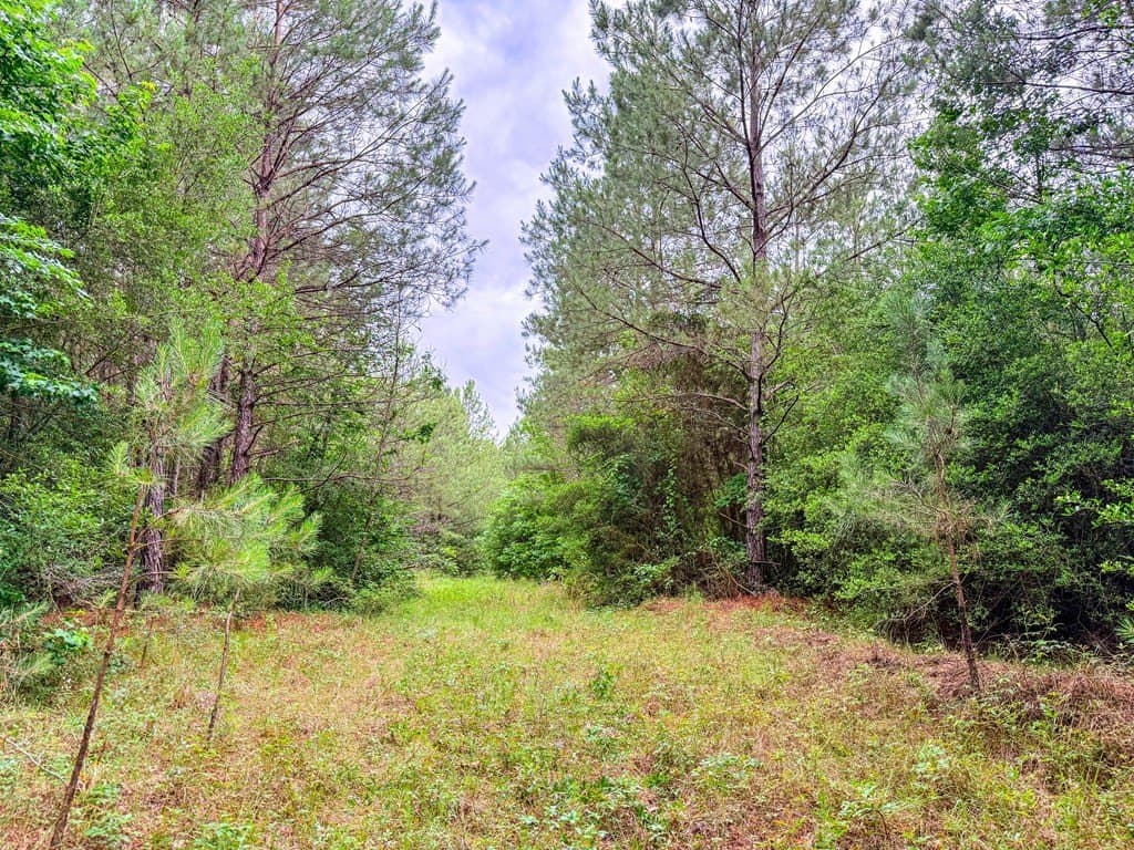 67 acres in Texas County - photo 38