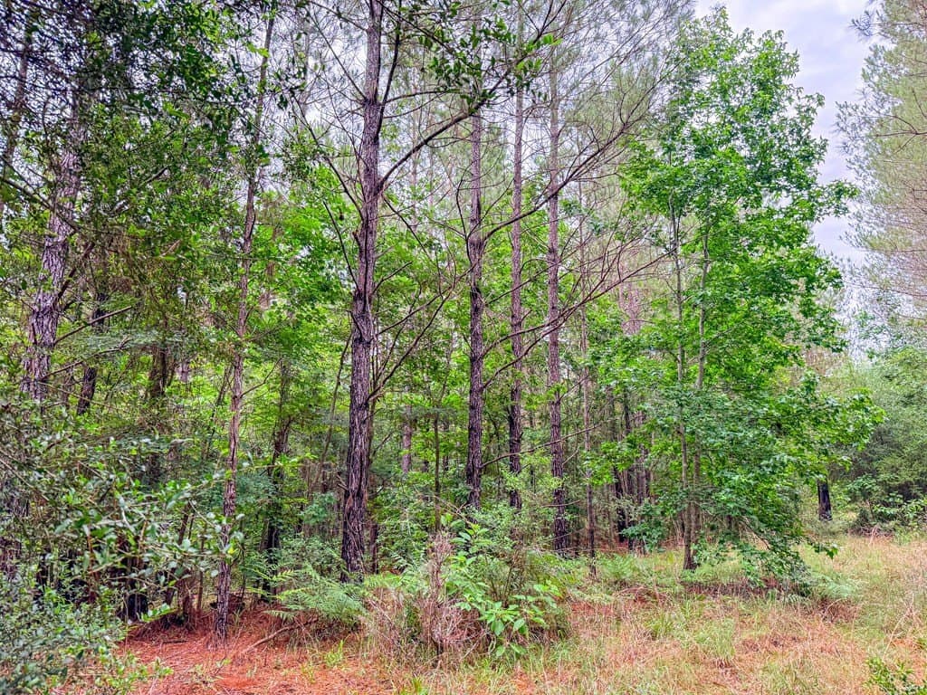 67 acres in Texas County - photo 35