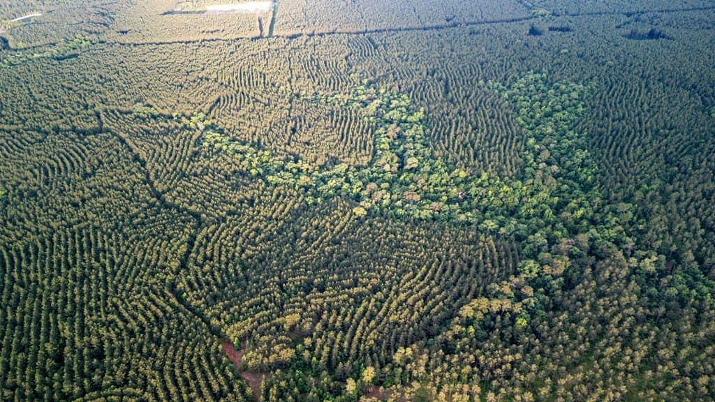 67 acres in Texas County - photo 18