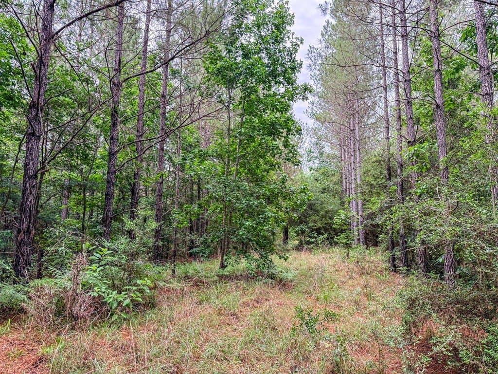 67 acres in Texas County - photo 34