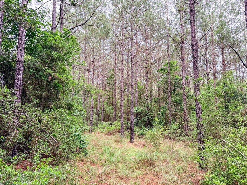67 acres in Texas County - photo 31