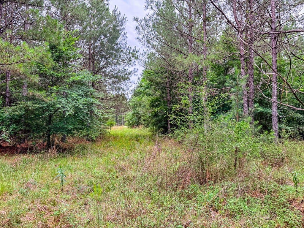 67 acres in Texas County - photo 28