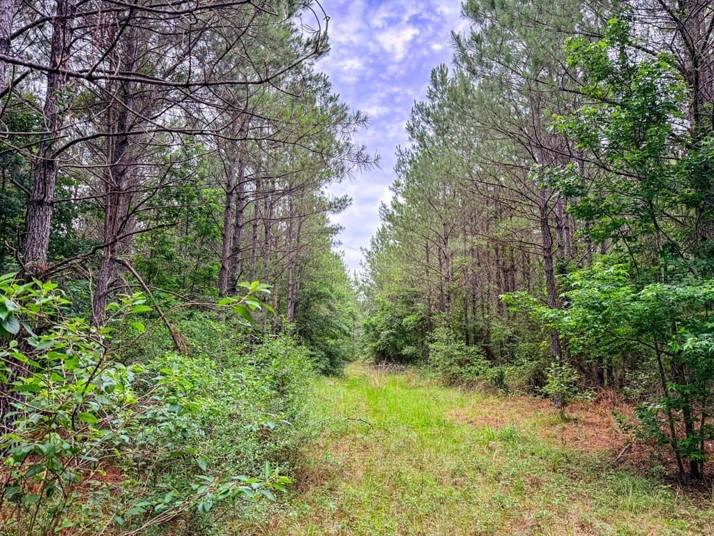 67 acres in Texas County - photo 29