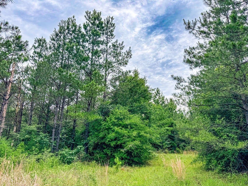 67 acres in Texas County - photo 25