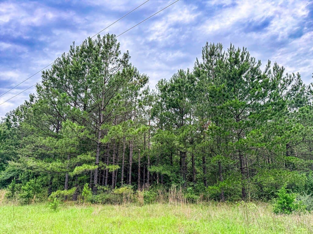 67 acres in Texas County - photo 24
