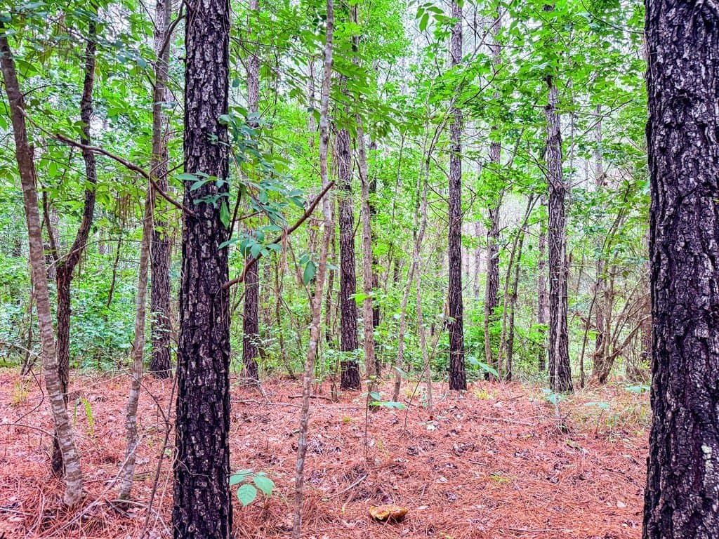 67 acres in Texas County - photo 32