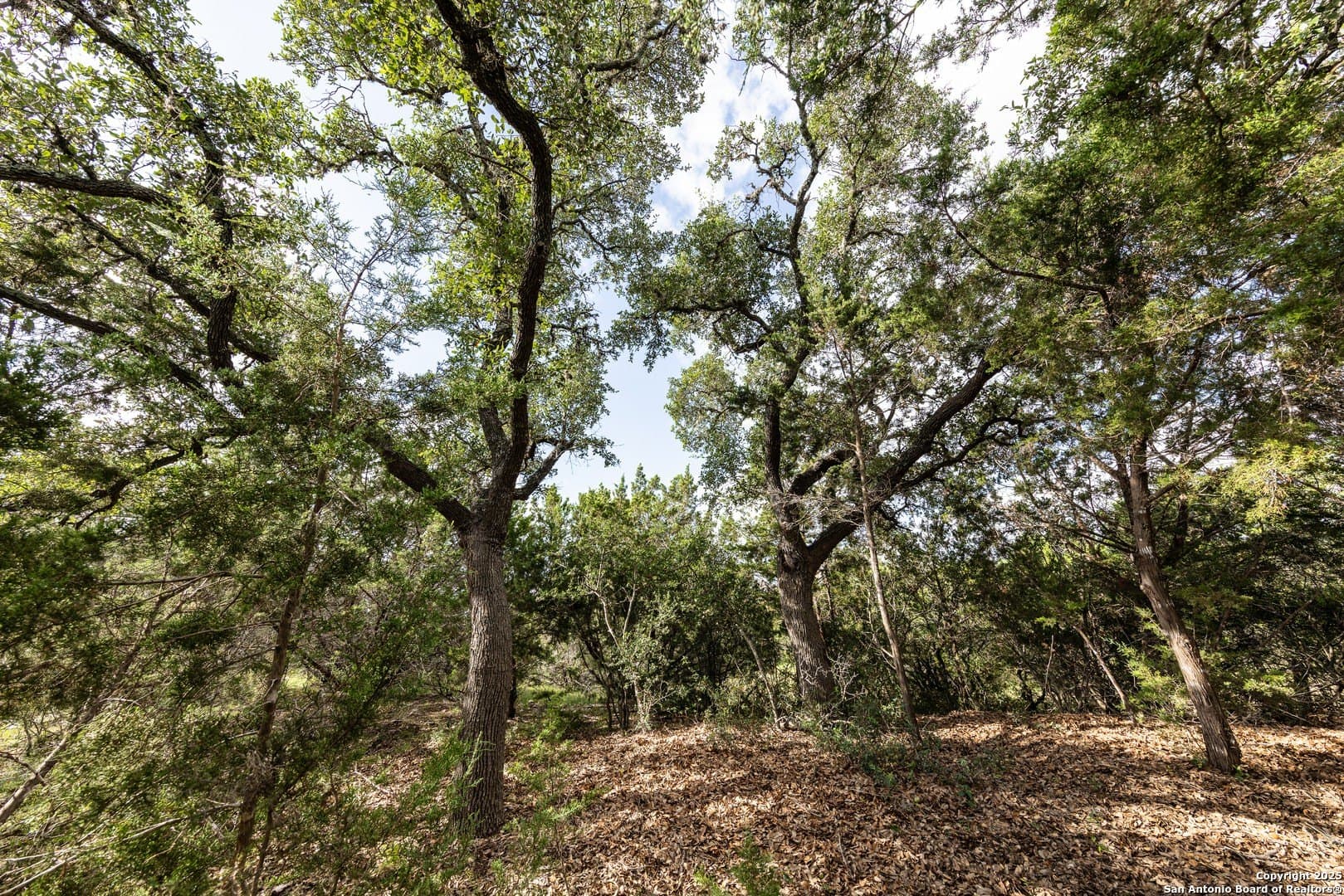 1.64 acres in Comal County gallery image 4