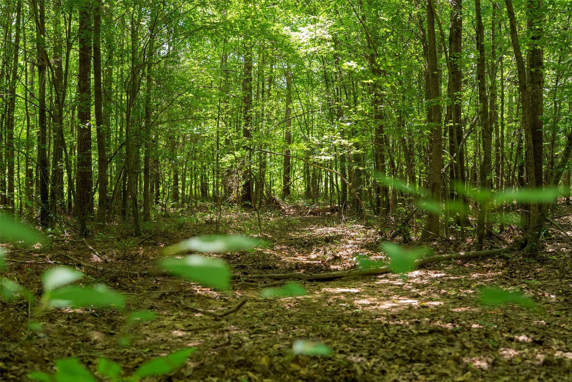 19.97 acres in Panola County - photo 8