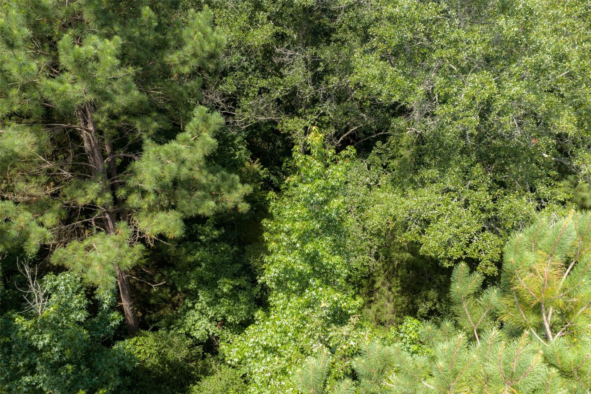 19.97 acres in Panola County - photo 35