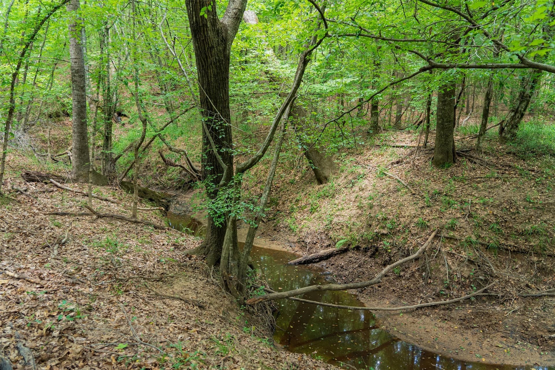 19.97 acres in Panola County - photo 4