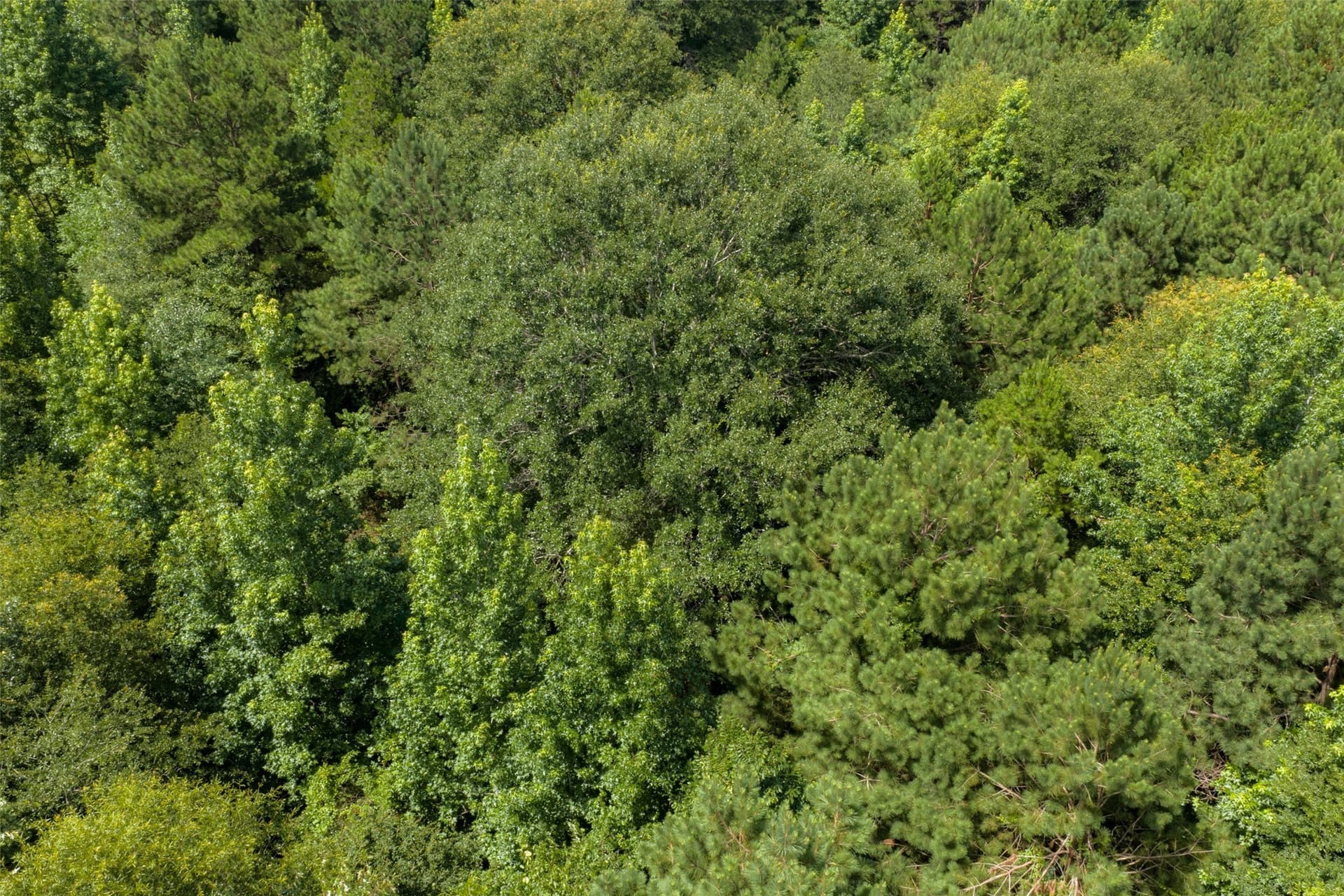 19.97 acres in Panola County - photo 30