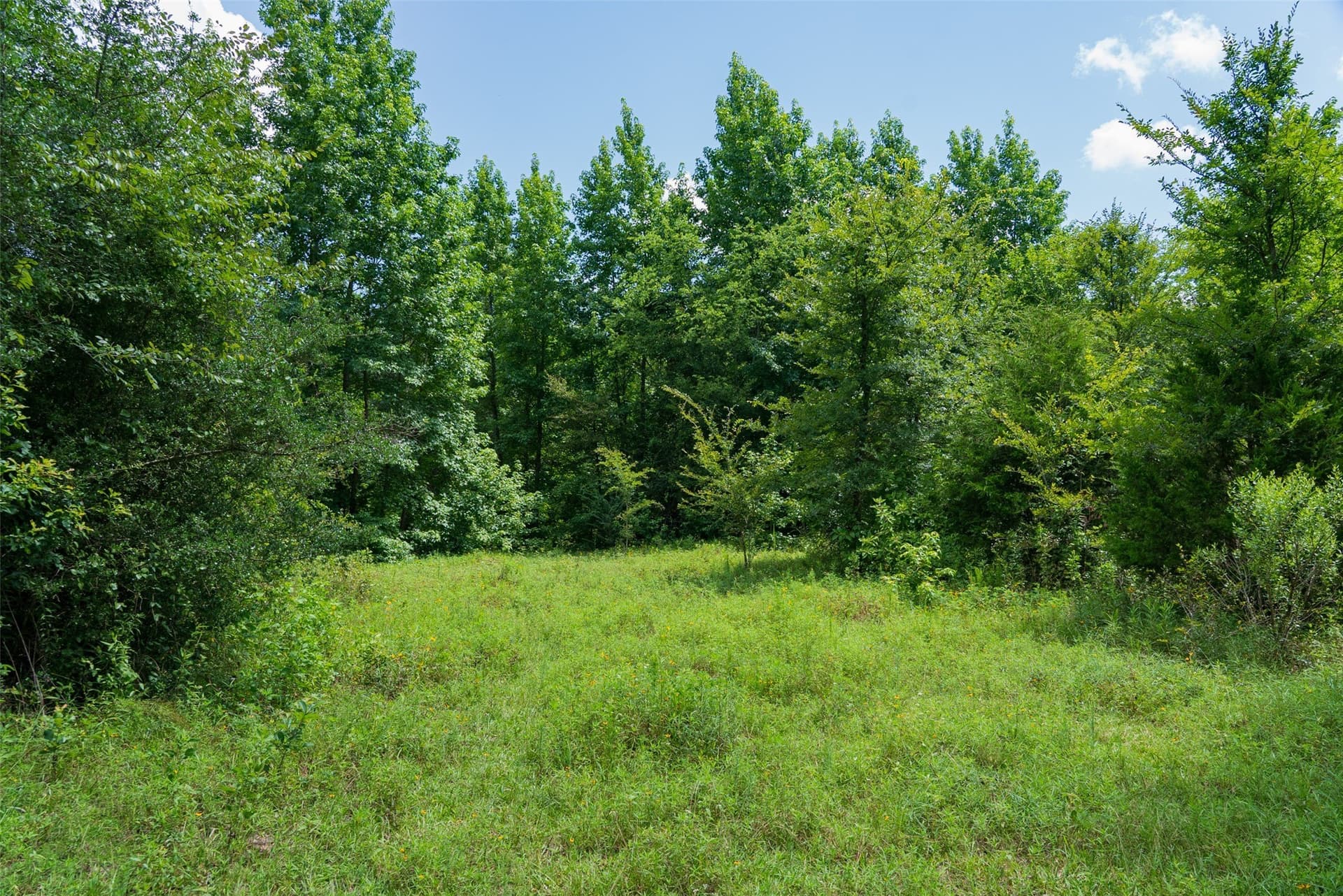 19.97 acres in Panola County - photo 6
