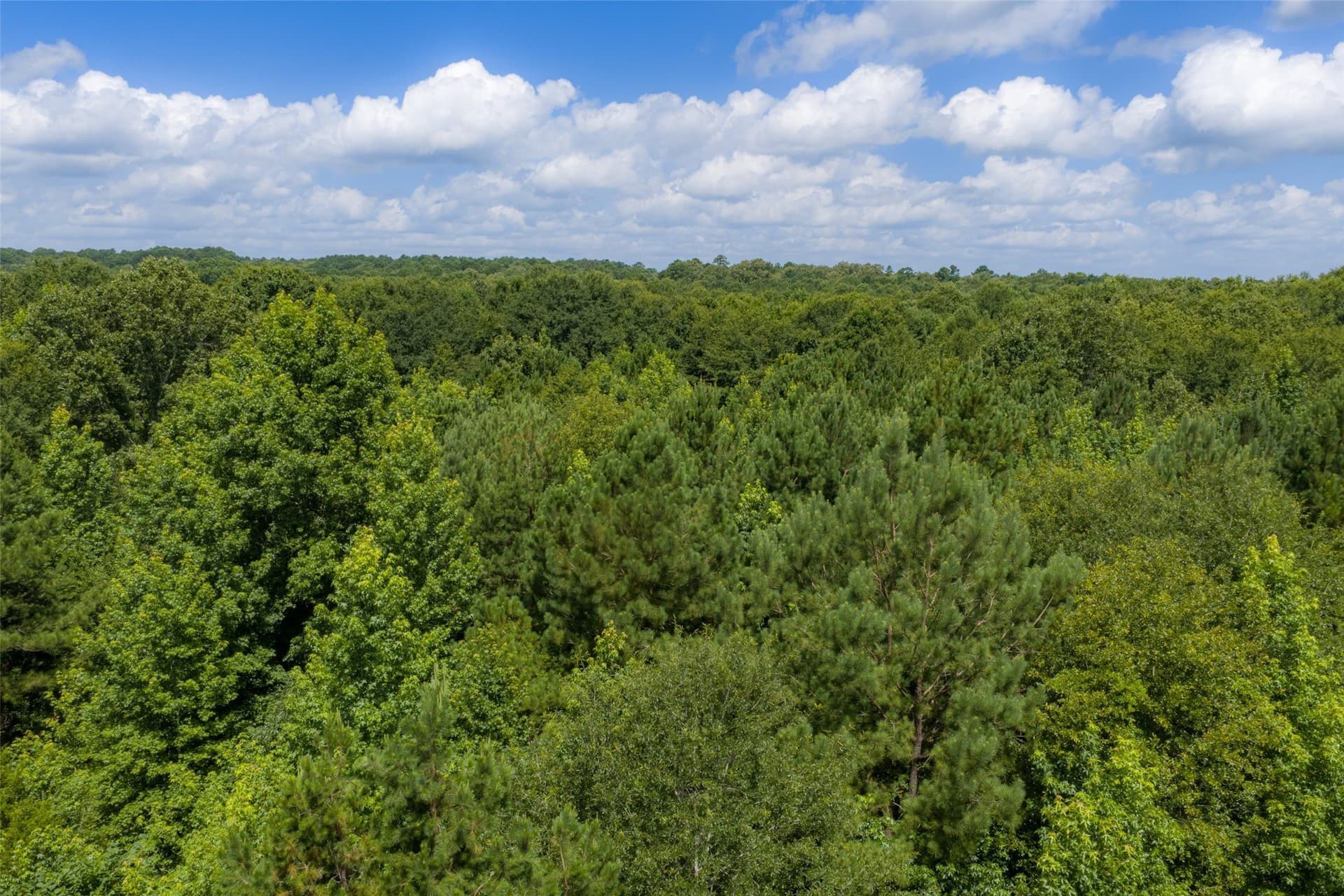 19.97 acres in Panola County - photo 39