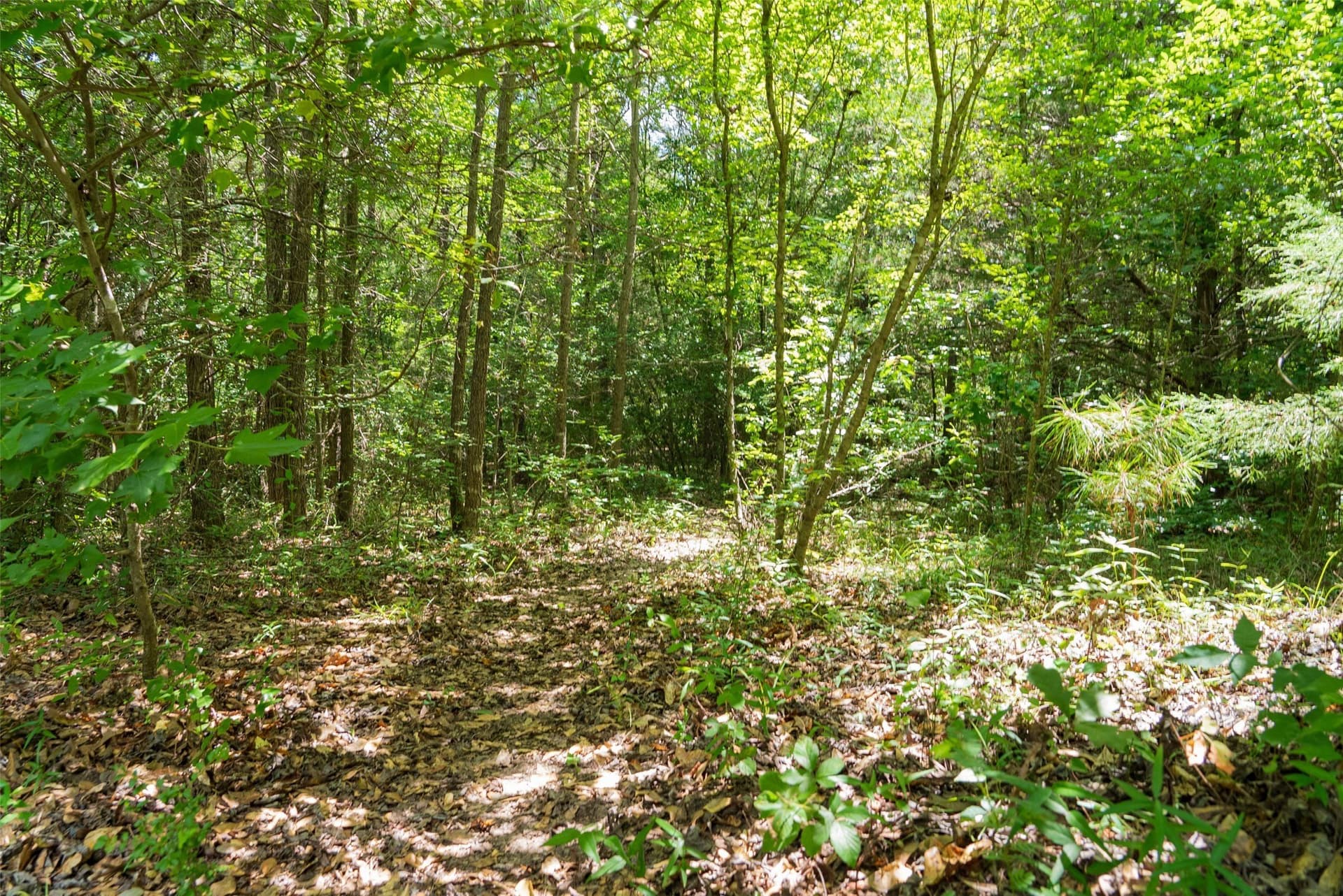 19.97 acres in Panola County - photo 15