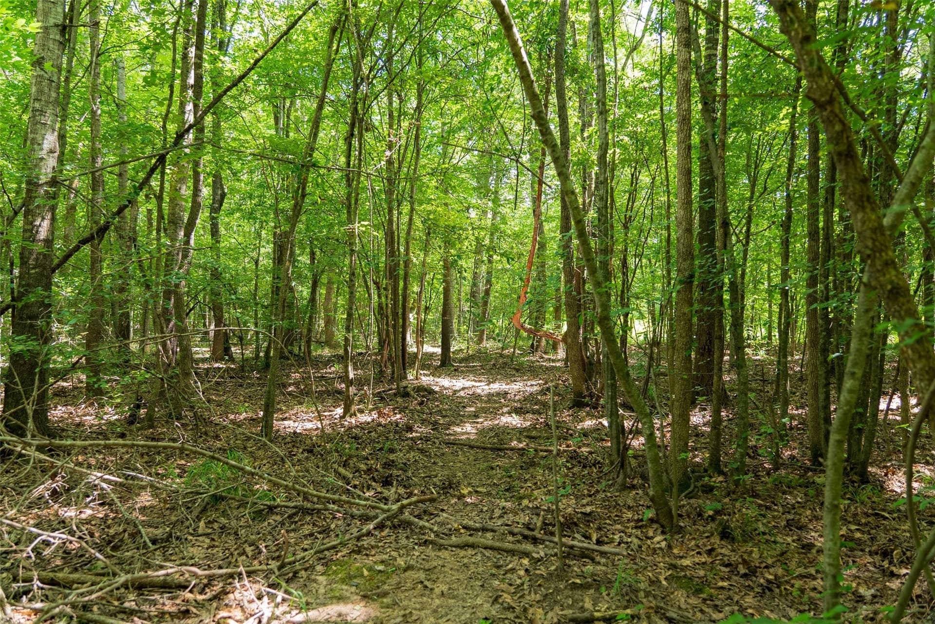 19.97 acres in Panola County - photo 34