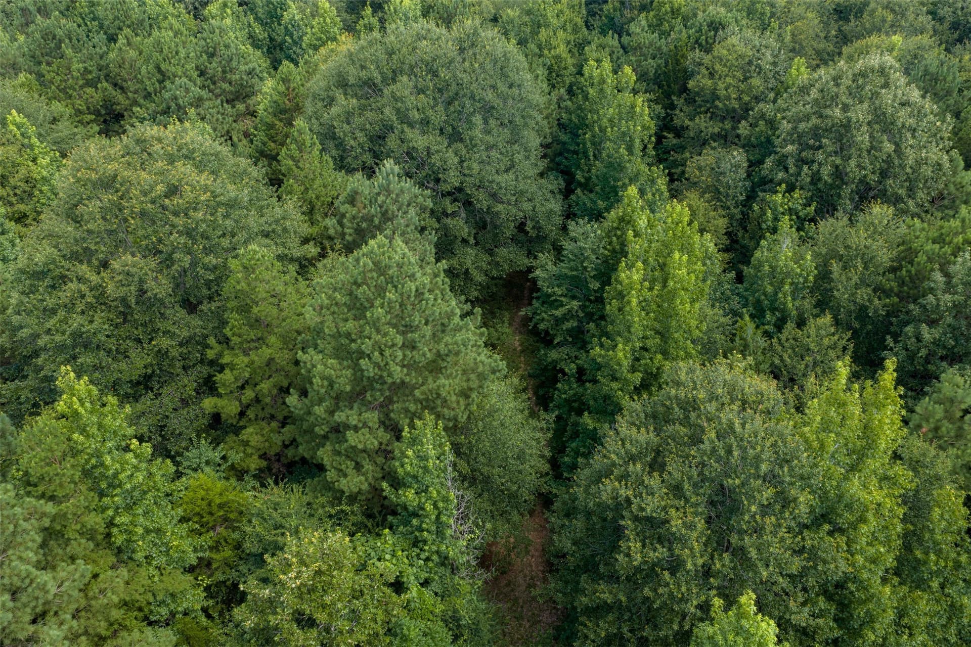 19.97 acres in Panola County - photo 26