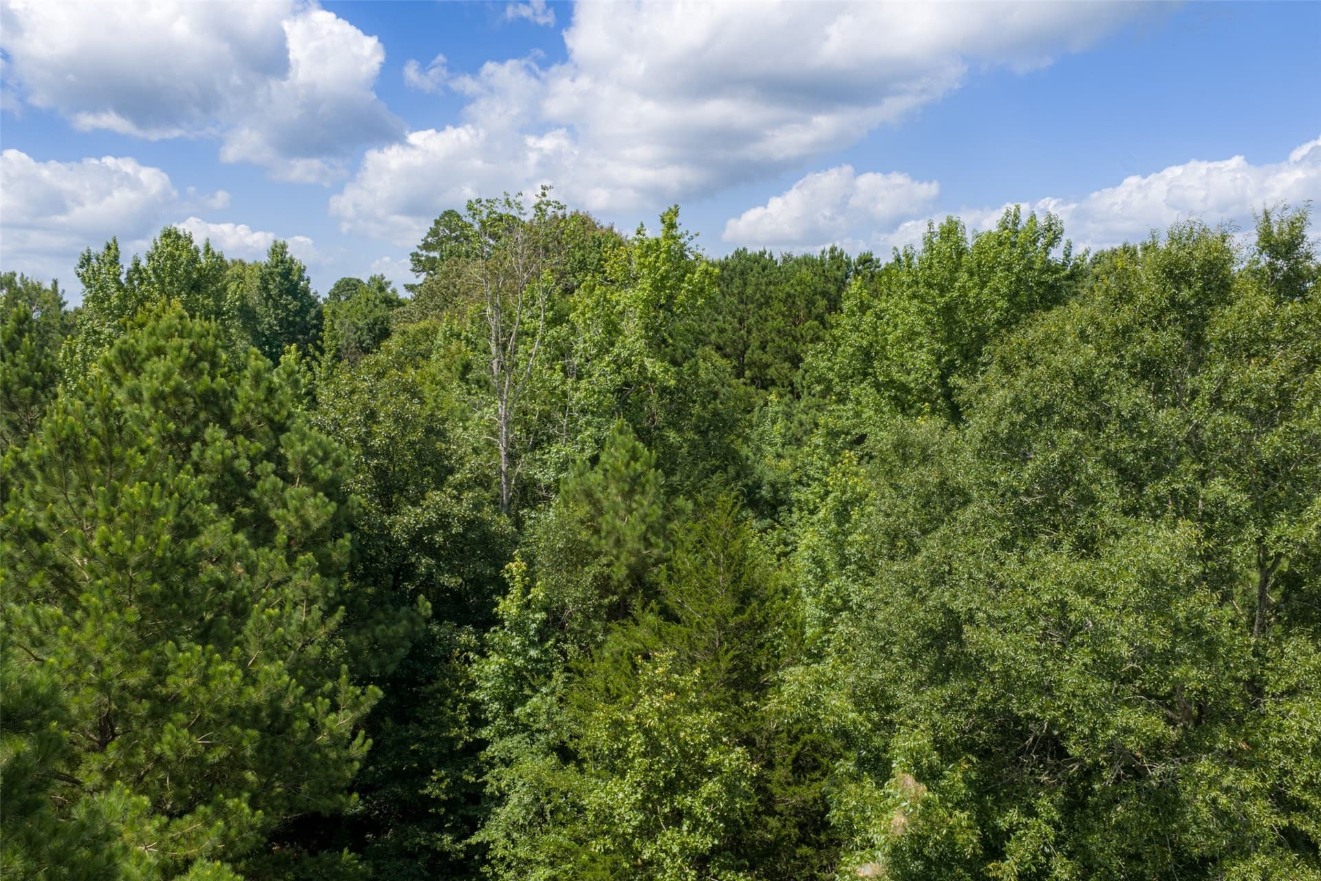 19.97 acres in Panola County - photo 10