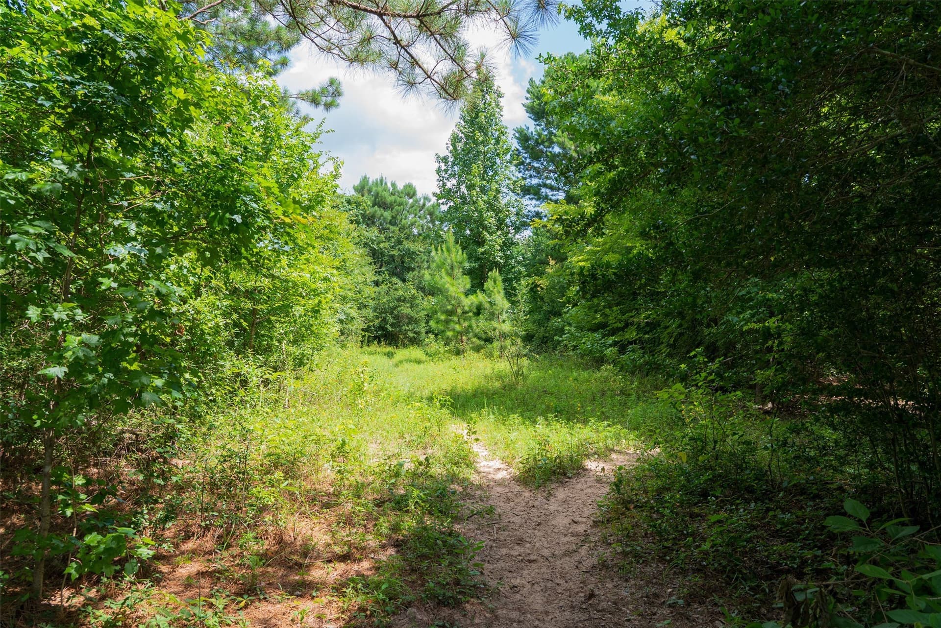 19.97 acres in Panola County - photo 20