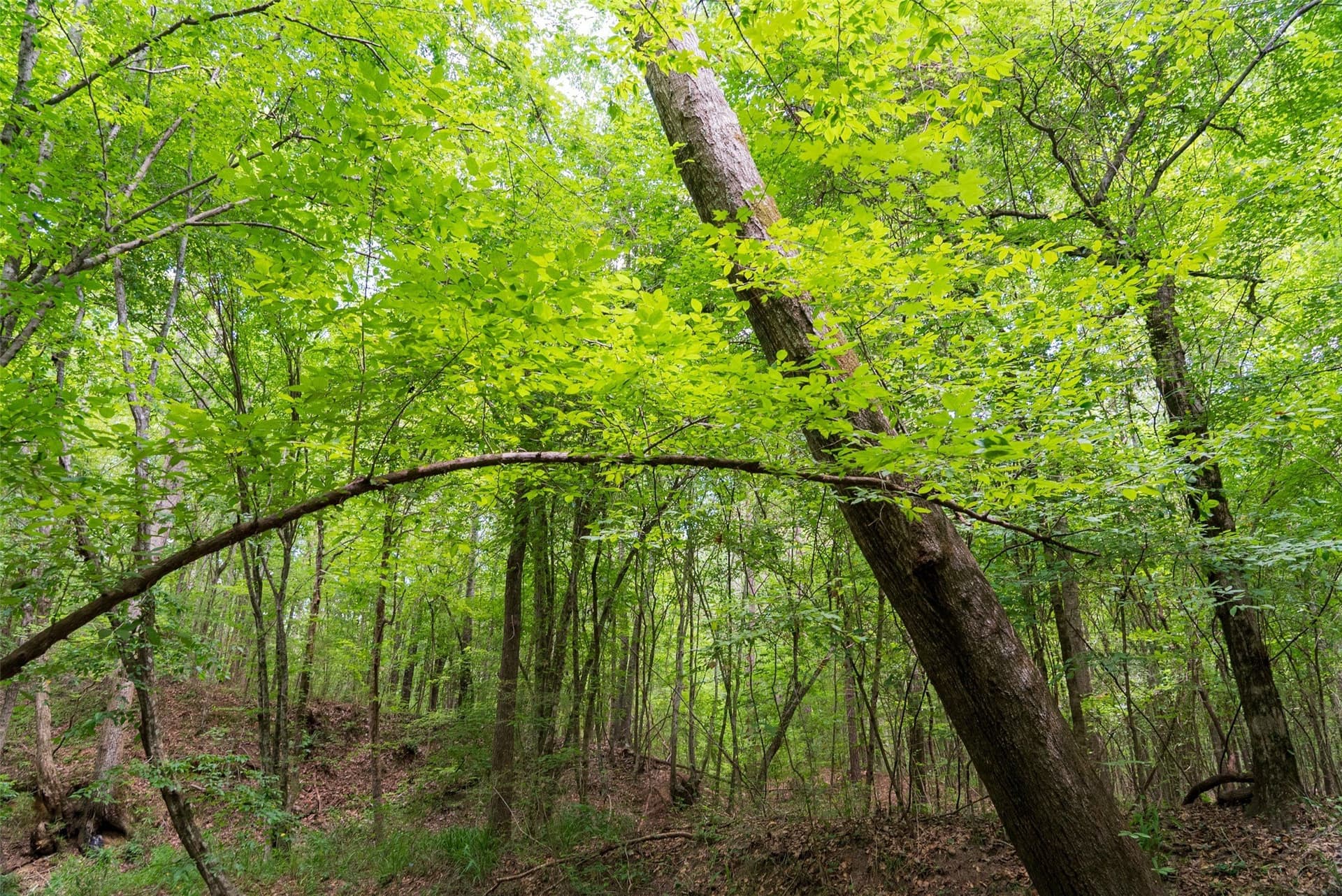 19.97 acres in Panola County - photo 21