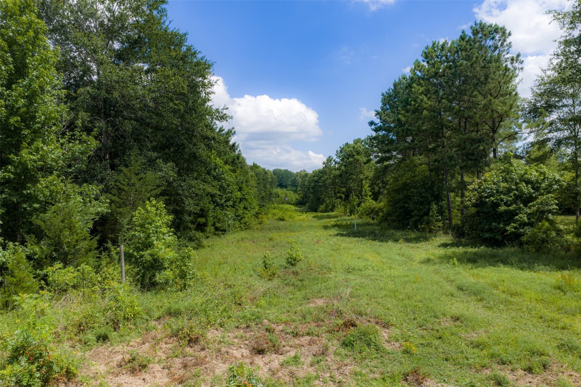 19.97 acres in Panola County - photo 13