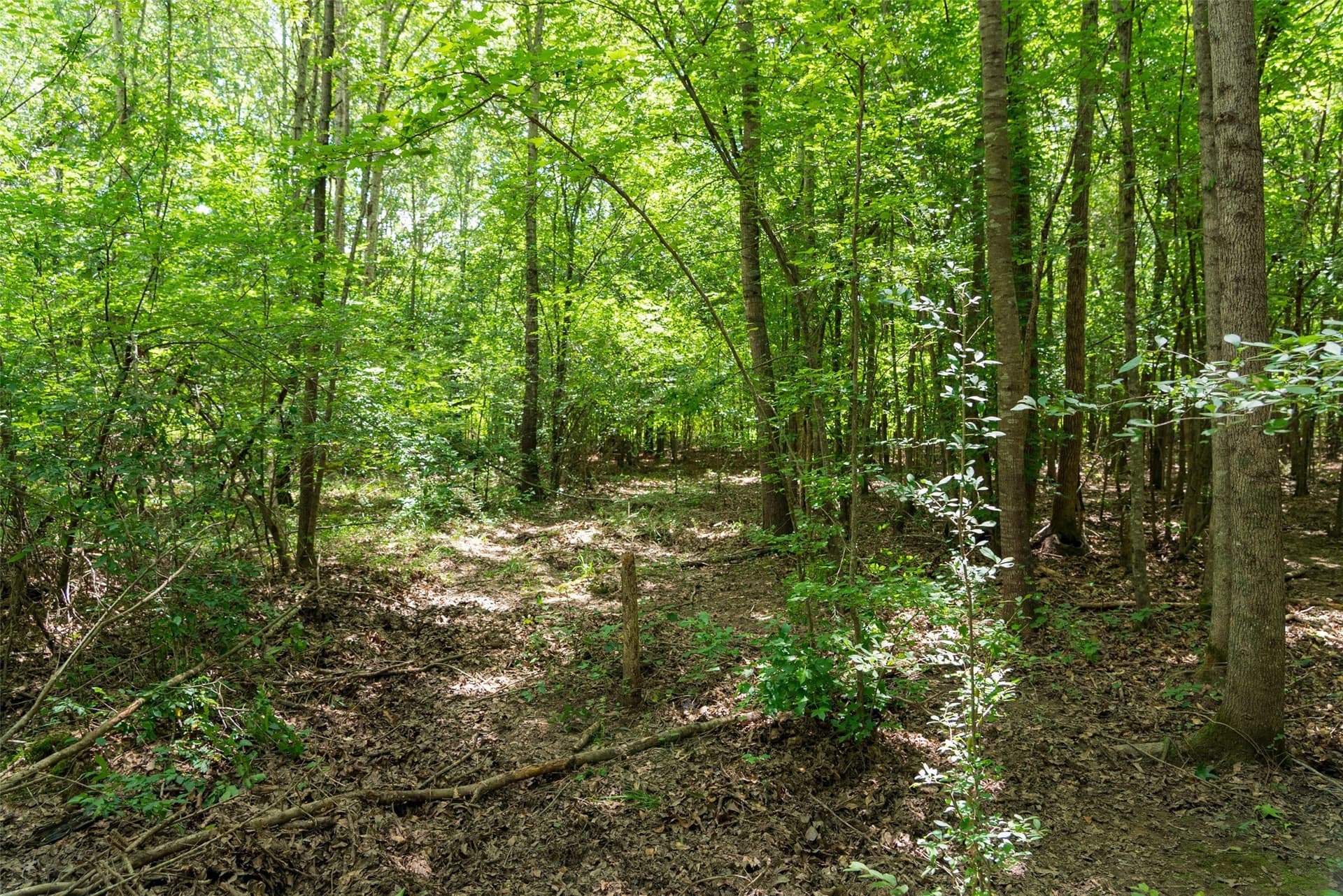 19.97 acres in Panola County - photo 22